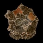 2 6  Polished Hexagonaria Coral Fossil Devonian Age 350 Million Yrs Old Morocco