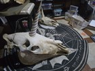 Authentic Unicorn Skulls    1 1 Real