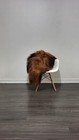 Icelandic Sheepskin Rug   Sheepskin Rug   Soft Silky Long Wool  c126
