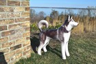 Inflatable Husky Dog Alaskan Pet Animal Party Decoration Gift Stuff Animal Toys