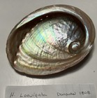 Haliotis Laevigata   South Australia   Great Shape  125mm 