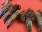 1890s Native American Wood Carved Bear Claw Necklace Glass Beads