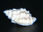 Cytharomorula Lefevreiana  Dredged In 300ft Off Honolulu  Hawaii   17 92mm 