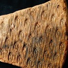 Big Museum Quality Carboniferous Fossil Plant Lycopod Lepidodendron Jaraczewski