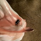 Breyer Classics Collection Rescue Horse  938 Light Chestnut Palomino Mare