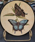 Vintage Set Of Three 5-inch Decorative Plates coasters Featuring Butterflies 