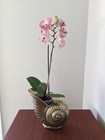 Vintage Brass  Nautilus Shell Planter Vessel Vase 7   x6   