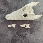 Animal Real Crocodile Head Skull Specimen Skeleton Collection Decor Education