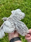 15  Rare Pearl Fee Quail Hatching Eggs Npip Ai Free