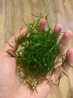 50   Guppy Grass  najas Guadelupensis  - Back In Stock