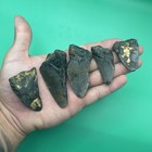 Megalodon Tooth Lot Real Shark Teeth Partial Fossils North Carolina Collection