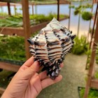 Large Black Zebra Murex Seashell Natural Conch Unique Rare Real Aquarium 6  In