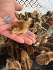 30  Rainbow Rare Colors Coturnix Quail Hatching Eggs - Mixed Variety