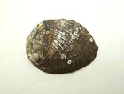 Natural Abalone Shell Smudge Bowl   4 To 5 Inch   Sage Smudging