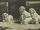 Antique Clumber Spaniel  Dog Picture 1930 Ward Binks Signed Ltd Edition No  1