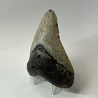 Megalodon Shark Tooth 4 39 Inch - Natural - Authentic Fossil - Carolina 20225