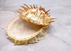 Orange Spiny Oyster Seashell Pair Spondylus  1 Shell Pair Approx  2 25  Inches 
