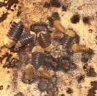 20  Rubber Ducky Isopods Lag