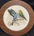 Ceramic   Wood Trivet 8-1 4    Round 2 Parakeet Birds Tolga Woodworks Australia