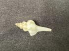 Muricidae Fossil  Typhis Species Fossil 20 6mm Florida  Usa