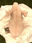 Hansa Creation Plush Pig 7    Tall