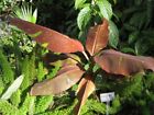 Musa -  siam Ruby  - Live Banana Plant