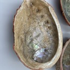 Lot Of 3 Natural Abalone Shells  7 Inch Shell  8 Inch Shell  And 7 5 Inch Shell