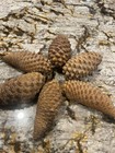 100 Knobcone Pinecones 3   -5   