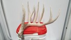 90  Picket Fence Typical 6 Pnt Whitetail Deer Antler Shed Antlers Mule Mount Elk