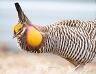 6 Fertile Greater Prairie Chicken Hatching Eggs     Eggs Will Ship After May 1st