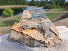 Beautiful Large Dark Color Tom Miner Basin  Mt Petrified Wood Polished Slab  tm3