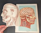 Antique Medical Book Plate A Picture Of Good Health Layered Anatomy E J Stanley