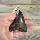 Large 3    Real Megaladon Tooth Fossil Holes Drilled In Base