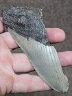 5  Authentic Prehistoric Megalodon  Fossil Shark Tooth Teeth 100  Authentic 