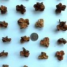 250 Natural Carrotwood Pods-no Seeds Hand-selected Wreaths Floral Crafts Hobbies