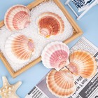 10pcs Large Natural Scallop Shells  4  -4 5   Large Sea Shells Pink   Yellow    