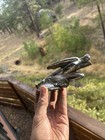 Very Rare 1927-1929 Studebaker Atalanta Hood Ornament Original 