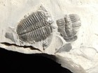 Two  509 Million Year Old Elrathia Trilobite Fossils From Cambrian Utah 3 33  d