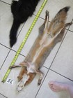 Tanned  Grey Fox With Feet Claws Soft Winter Fur  Animal Hide Good Leather
