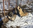 12 Lemon Owlbeard Chicken Hatching Eggs   Greenfire Farms Stock 