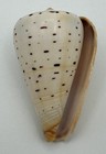 Conus Betulinus Cream Ivory Beech Cone Shell Large 71mm Display Specimen
