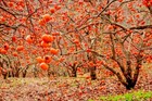 10 Japanese Persimmon Tree Seeds  diospyros Kaki  Asia Hardy Garden Fruit Plant