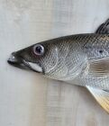 Sea Trout Hand Painted 28  Replica Wall Mount Sculpture Game Fish Salt Water 