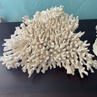Coral   Conch Shell Horned Large 13   x11           9   x7         See Description     