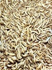 Mealworms -live Mealworms  Great For Chickens And Reptiles  