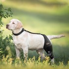 Adjustable Dog Knee Brace For Torn Acl Hind Leg - Rear Leg Limp -  left Leg  Xl 