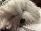 Avanti Applause Plush  Shaggy Dog   Stuffed Animal Rare
