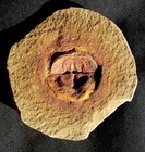 Extremely Colorful And Rare Split Pair Euproops From Missouri- Not Mazon Creek