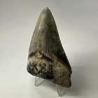 Megalodon Shark Tooth 3 61 Inch - Colorful - Authentic Fossil - Natural 20039