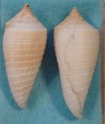 Conus Grangeri 2 Shells 41 43mm Samar philippines Formerly Gr  Psuedosulcatus